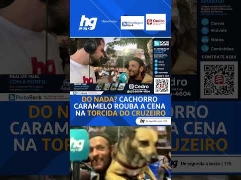 O cachorro caramelo roubou a cena no meio da torcida do cruzeiro!
